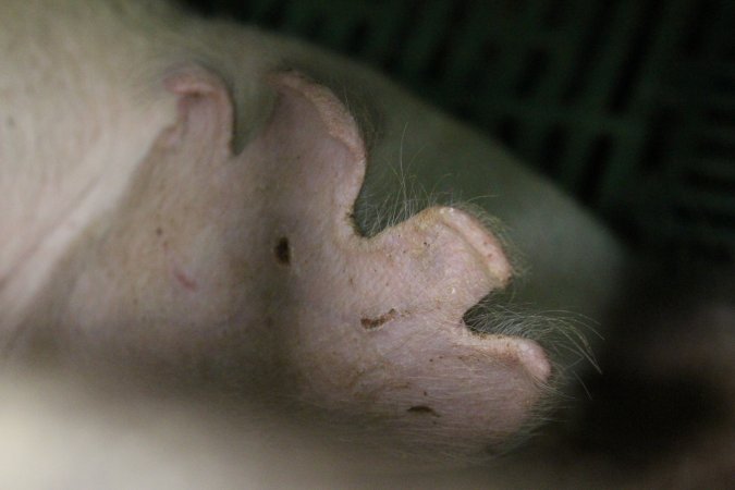 Farrowing crates at Finniss Park Piggery SA