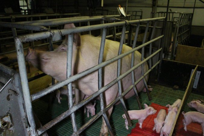 Farrowing crates at Finniss Park Piggery SA