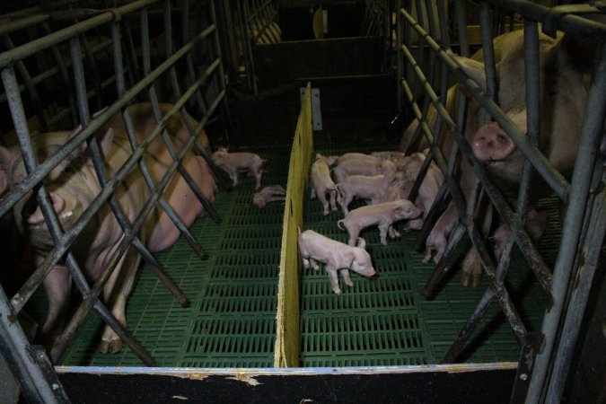 Farrowing crates at Finniss Park Piggery SA