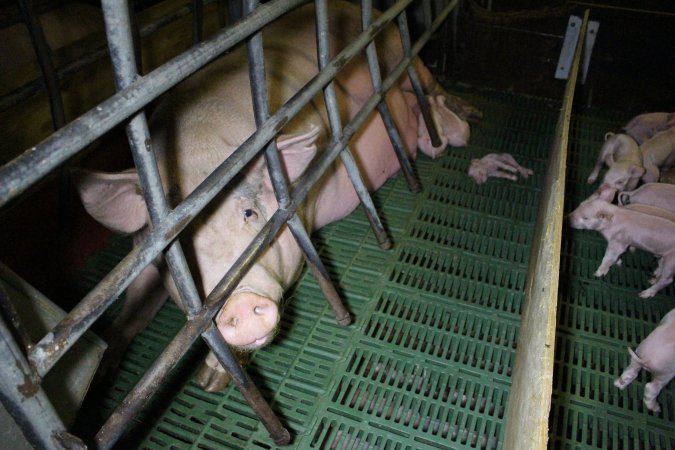 Farrowing crates at Finniss Park Piggery SA