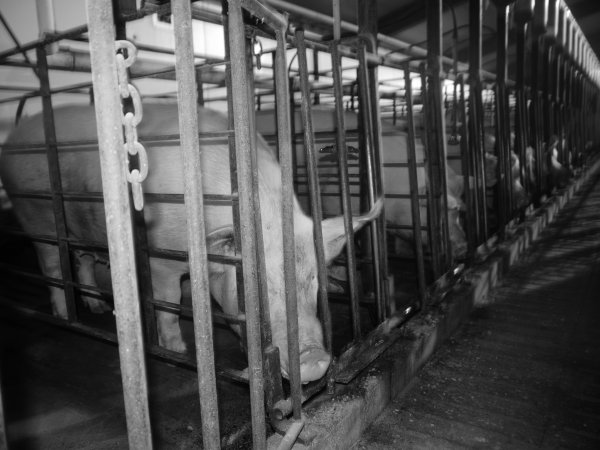 Sow stalls