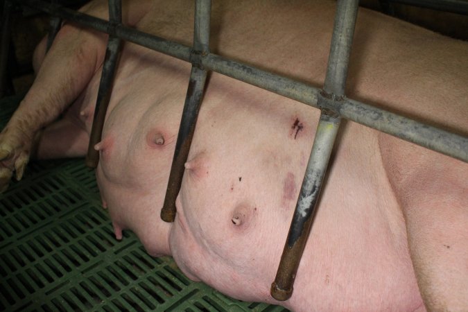 Farrowing crates at Finniss Park Piggery SA