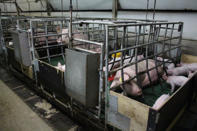 Farrowing crates at Finniss Park Piggery SA