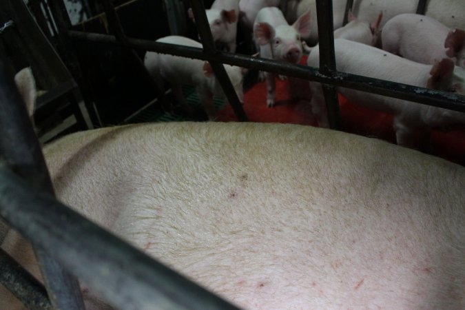 Farrowing crates at Finniss Park Piggery SA