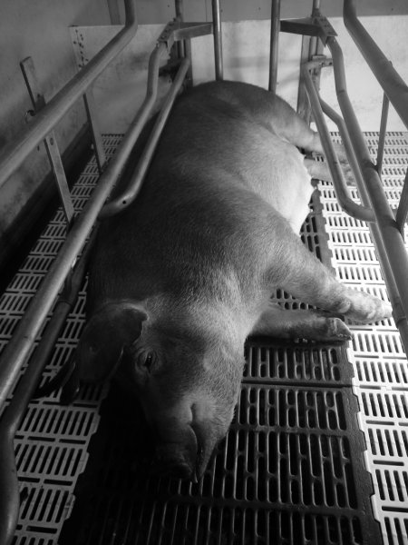 Farrowing crates at Grong Grong Piggery NSW