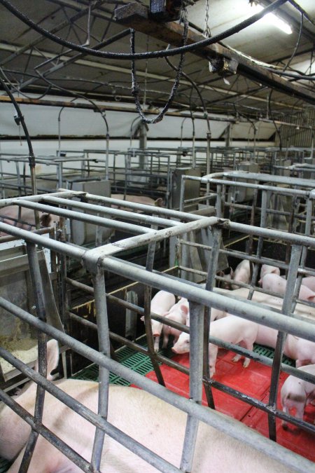 Farrowing crates at Finniss Park Piggery SA