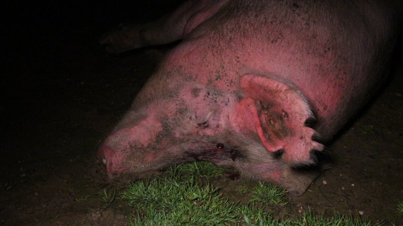 Sow with bullet hole in head