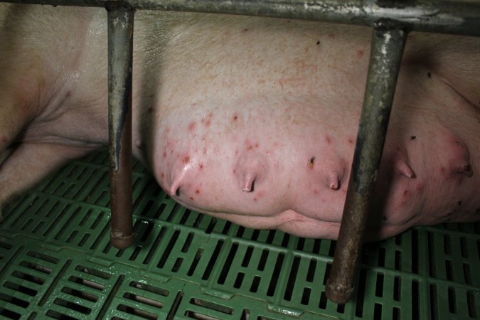 Sow with skin condition