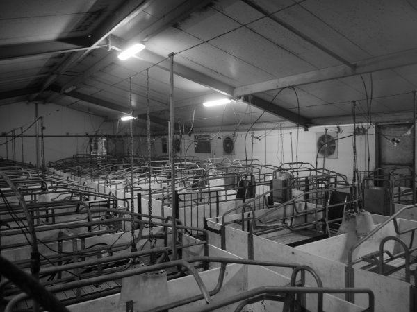 Farrowing crates at Grong Grong Piggery NSW