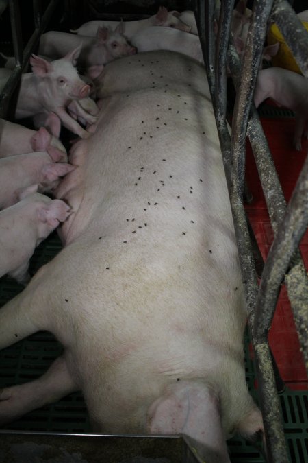 Farrowing crates at Finniss Park Piggery SA