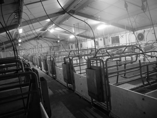 Farrowing crates at Grong Grong Piggery NSW