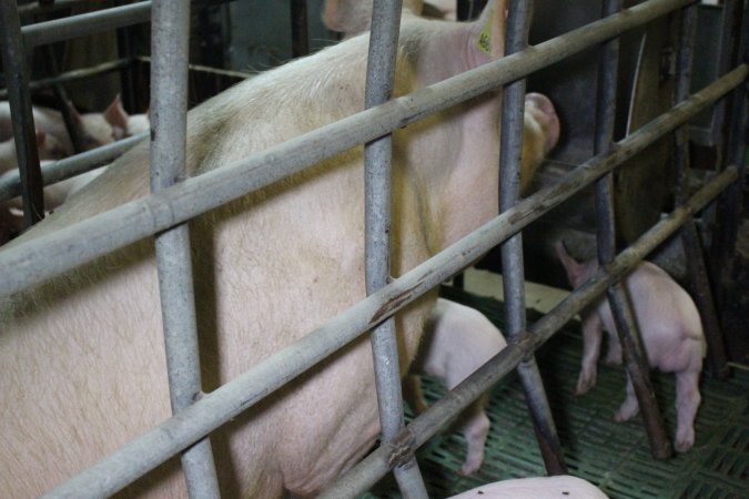 Farrowing crates at Finniss Park Piggery SA