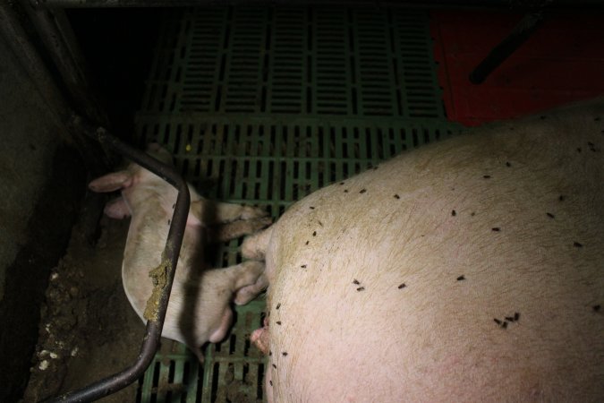 Farrowing crates at Finniss Park Piggery SA