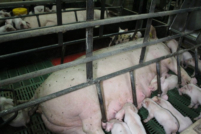 Farrowing crates at Finniss Park Piggery SA