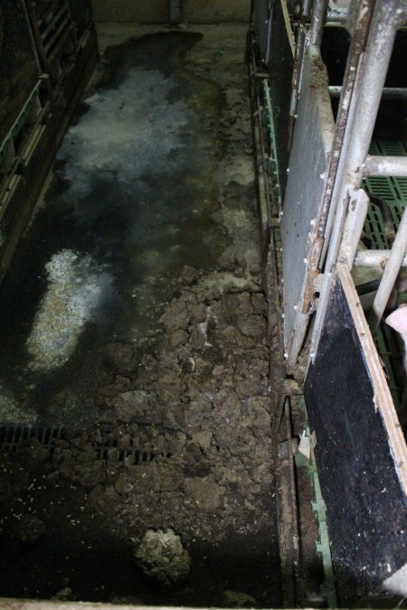 Farrowing crates at Finniss Park Piggery SA