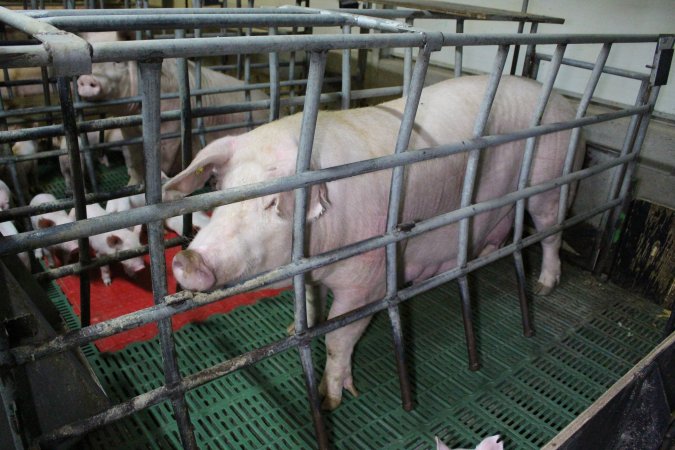 Farrowing crates at Finniss Park Piggery SA