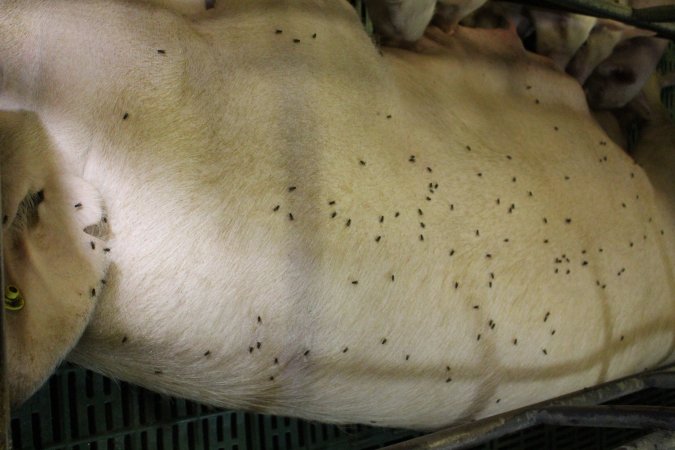 Farrowing crates at Finniss Park Piggery SA