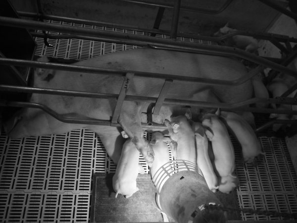 Farrowing crates at Grong Grong Piggery NSW