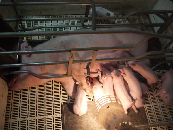 Farrowing crates at Grong Grong Piggery NSW