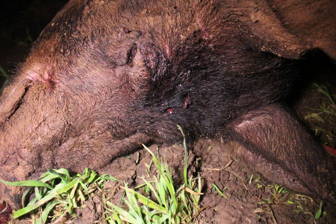 Dead pig with bullet hole in head