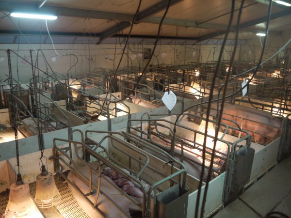 Farrowing crates at Grong Grong Piggery NSW