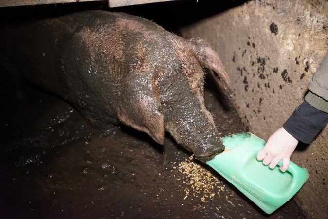 Sow fallen into waste pit under pens