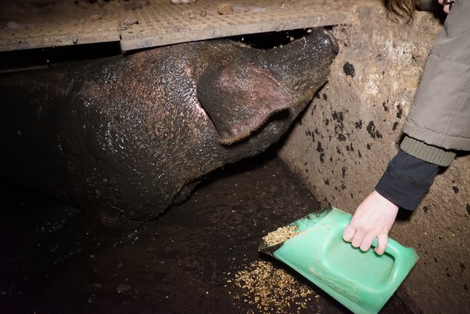 Sow fallen into waste pit under pens