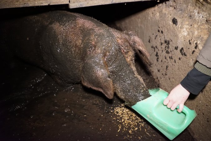 Sow fallen into waste pit under pens