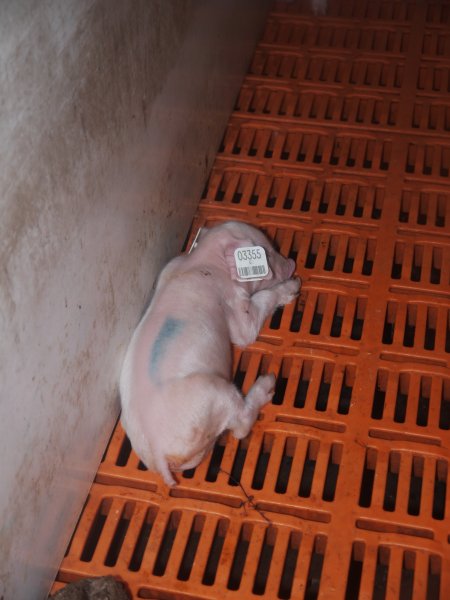 Farrowing crates at Grong Grong Piggery NSW