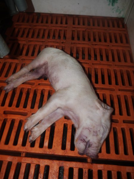 Farrowing crates at Grong Grong Piggery NSW