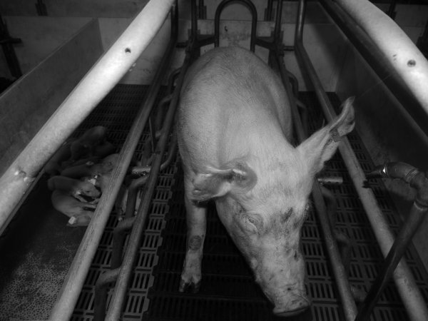 Farrowing crates at Grong Grong Piggery NSW