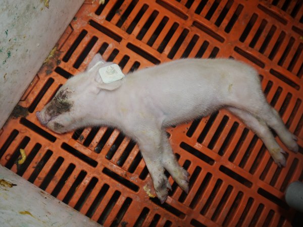 Farrowing crates at Grong Grong Piggery NSW