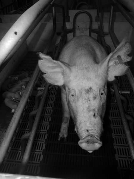 Farrowing crates at Grong Grong Piggery NSW