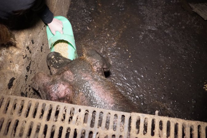 Sow fallen into waste pit under pens