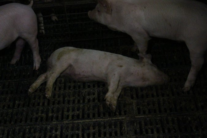 Dead weaner piglet