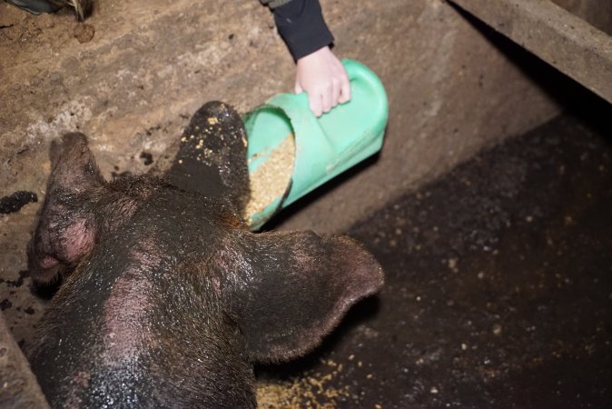 Sow fallen into waste pit under pens