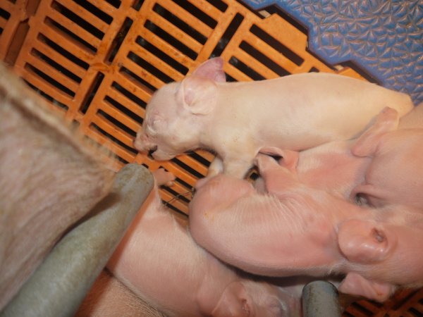 Farrowing crates at Grong Grong Piggery NSW