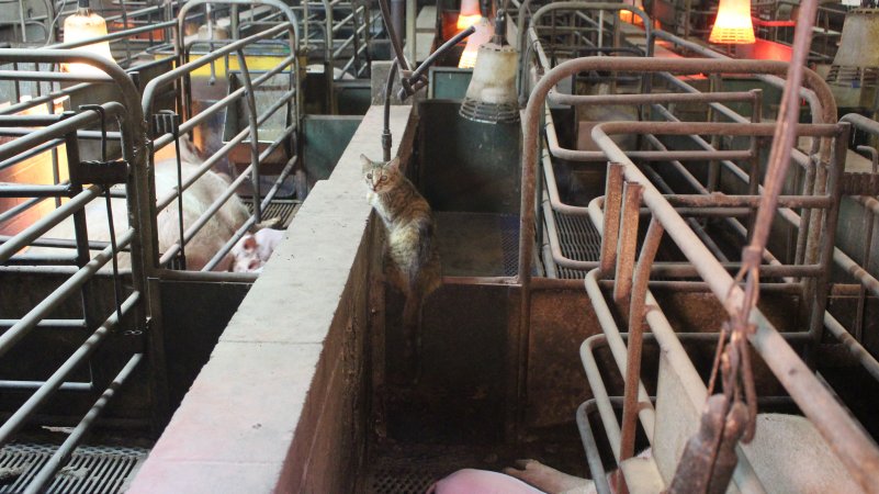 Cat in farrowing crate