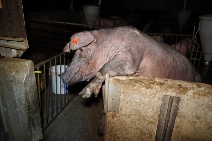 Sow trying to climb out of pen