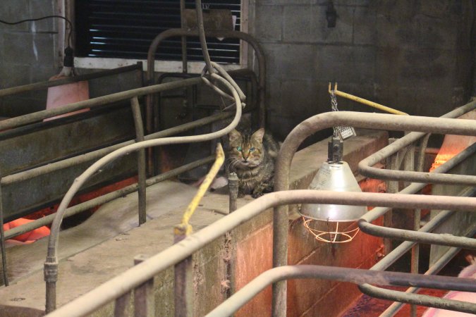Cat in farrowing shed