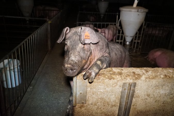 Sow trying to climb out of pen