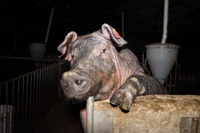 Sow trying to climb out of pen