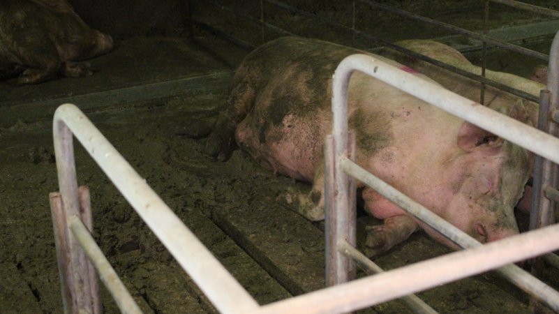 Sows living in excrement in group housing