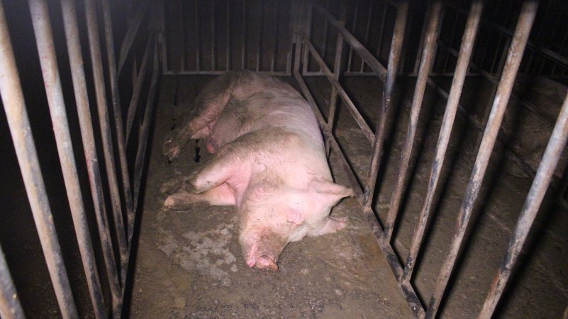 Boar in boar stall