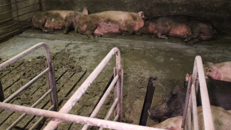 Sows living in excrement in group housing