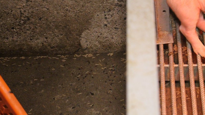 Maggots and bugs on floor of farrowing room