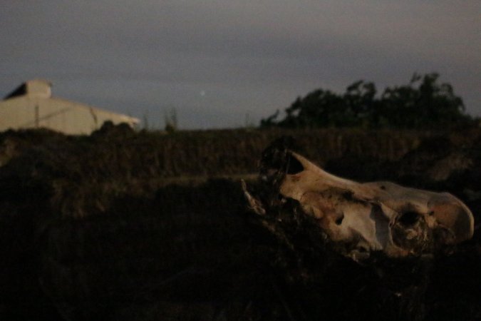 Skull on dead pile outside, shed in background