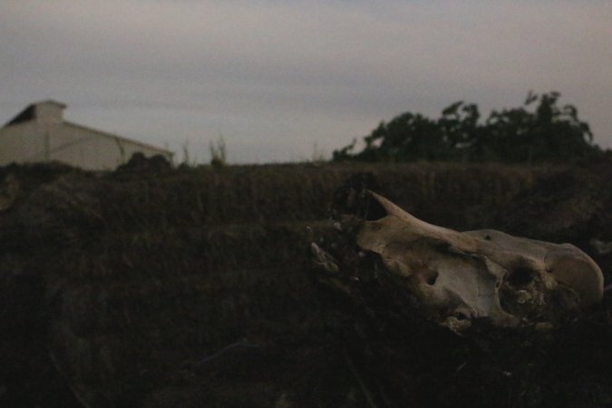 Skull on dead pile outside, shed in background