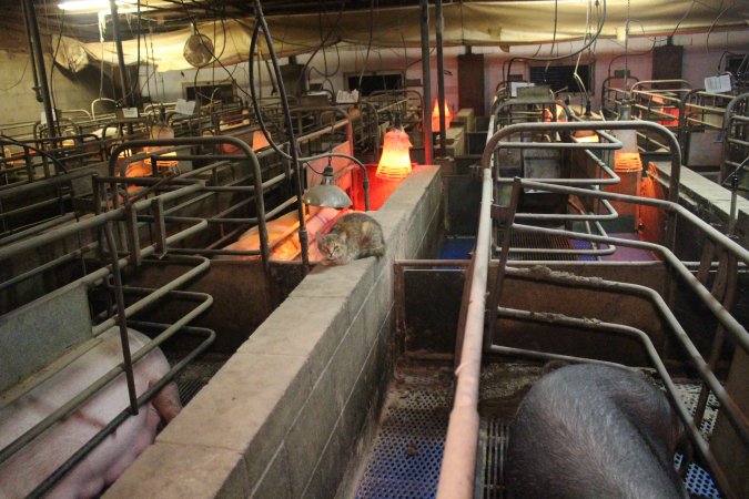 Farrowing crates at Yelmah Piggery SA