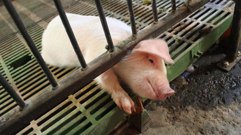 Weaner piglet's head stuck under bar